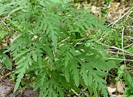 Les Français adoptent le bio : un marché en pleine expansion