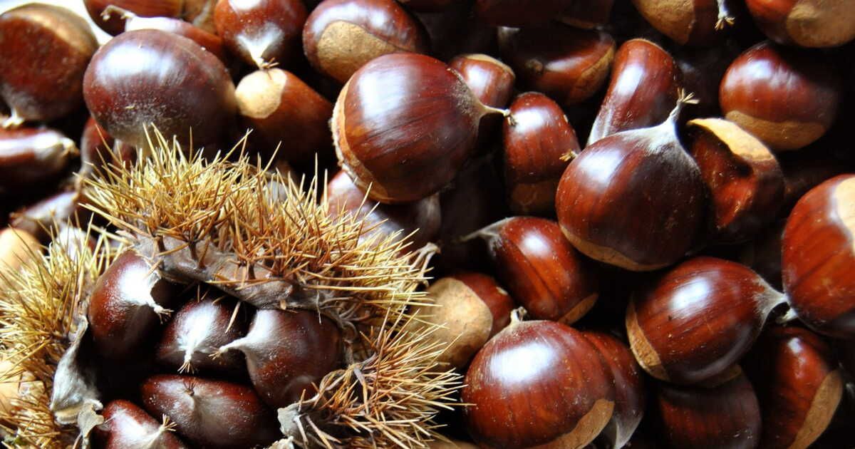 Préserver la saveur des châtaignes