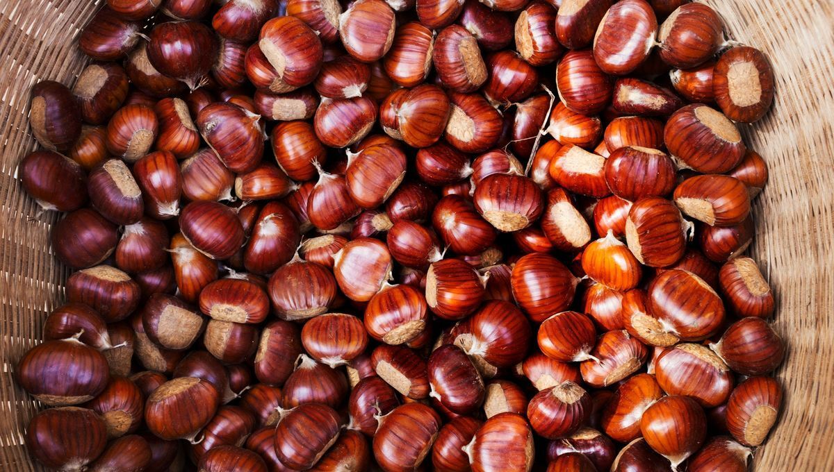 Astuces pour conserver vos châtaignes tout l'automne