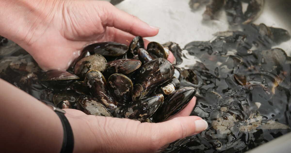 Comment bien préparer vos moules pour un repas réussi