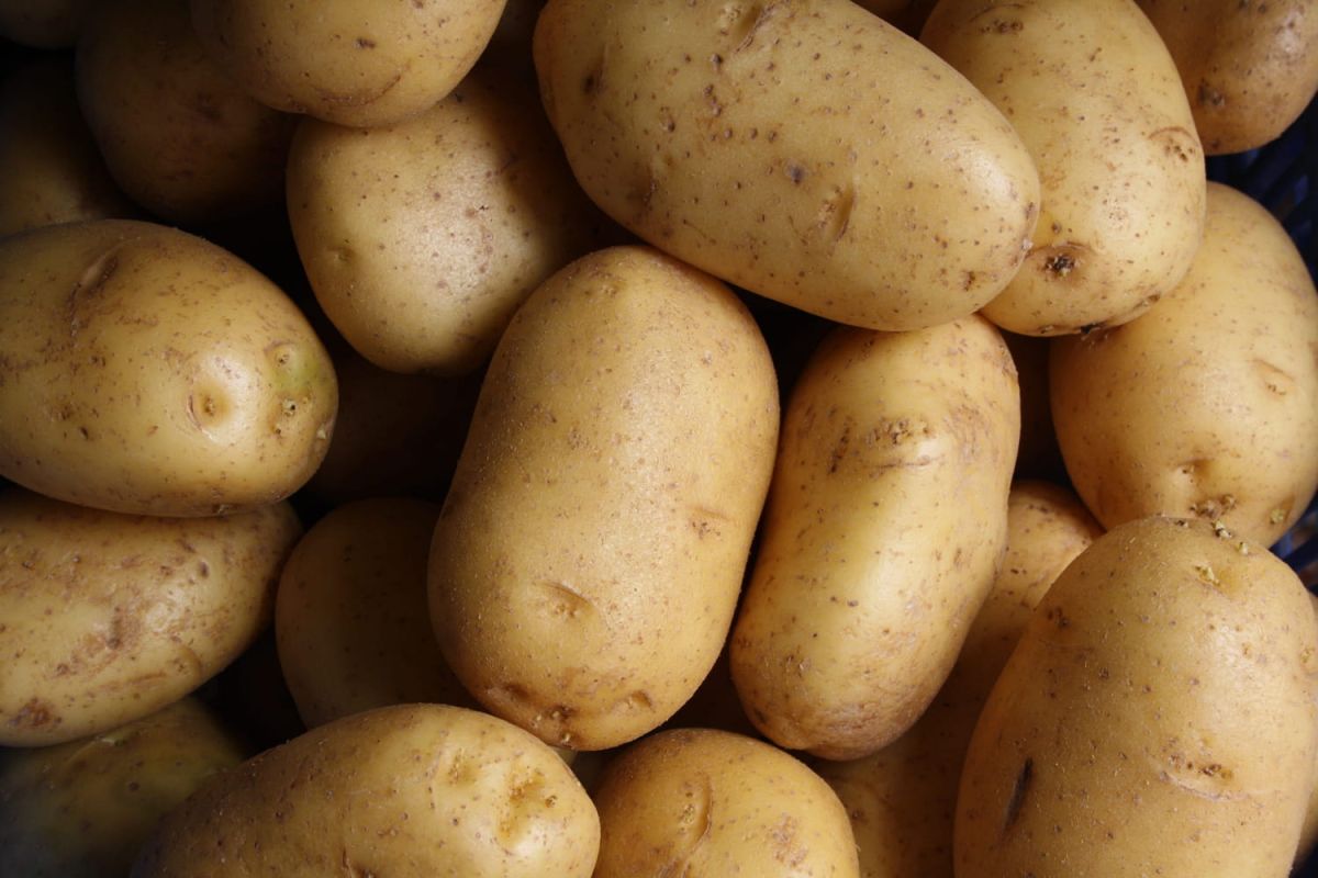 Comment conserver les pommes de terre ?