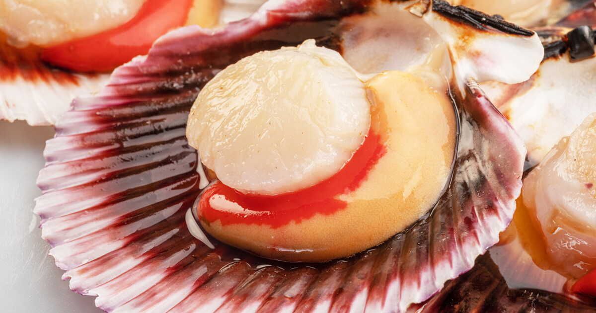 Le corail de la coquille Saint-Jacques : à déguster ou à jeter ?