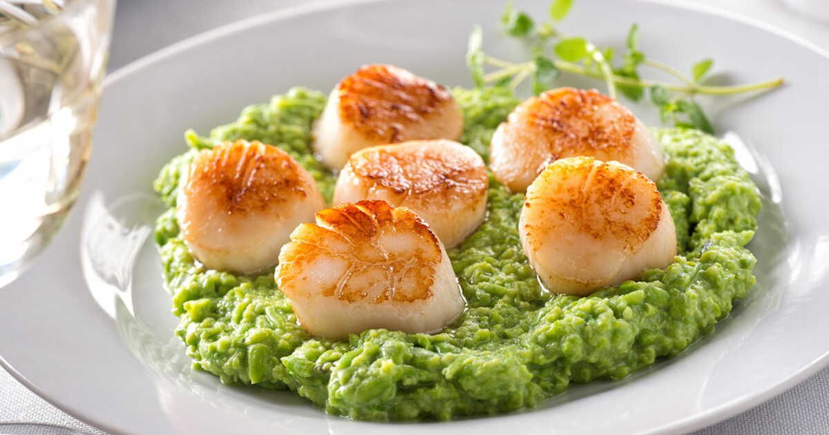 Les coquilles Saint-Jacques : le meilleur des 50 recettes pour sublimer vos fêtes