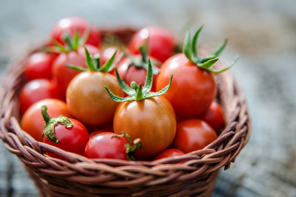 15 recettes faciles avec des tomates