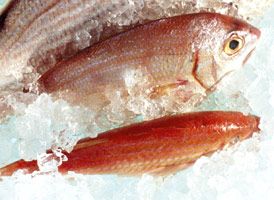Les poissons d'eau douce et les PCB : une enquête nationale pour la sécurité alimentaire