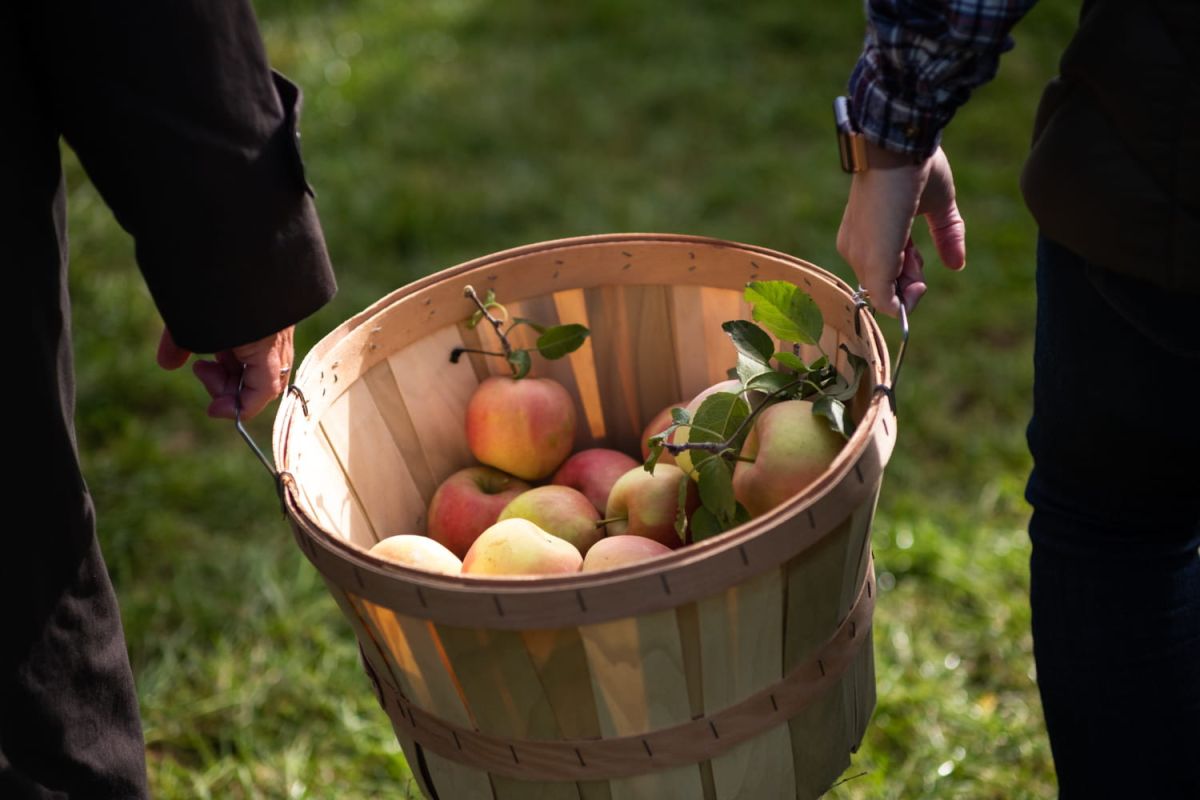 À la découverte des vergers : où cueillir ses pommes en France