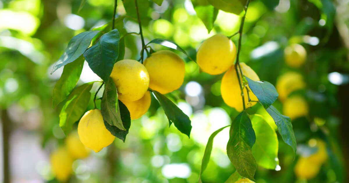 Le citron, un allié incontournable pour dynamiser votre quotidien